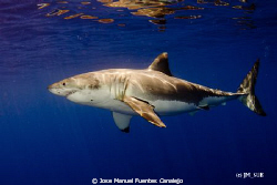 Great White Shark in Guadalupe Island. What a beautiful c... by Jose Manuel Fuentes Canalejo 